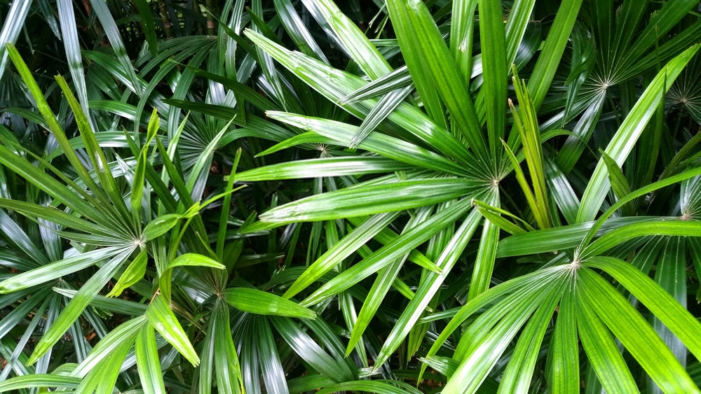 SAW PALMETTO: THE REVOLUTIONARY ANTI-HAIR LOSS MIRACLE 4 Planta saw palmetto